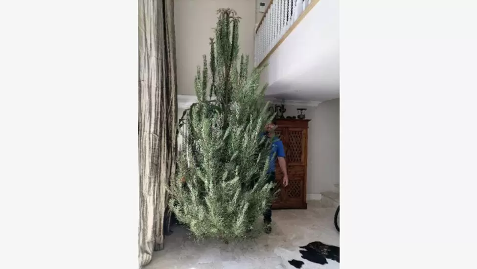 CHRISTMAS TREES FOR SALE AND DELIVERED